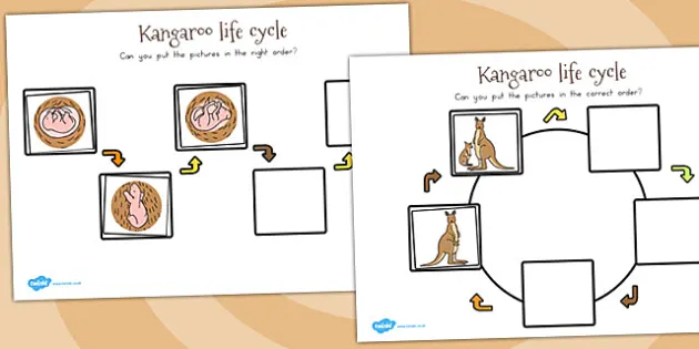 Kangaroo Life Cycle Workbook Teacher Made Twinkl Atelier Yuwa Ciao Jp