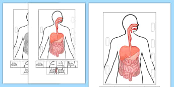 Digestive System Interactive Visual Aid - eating, food, body