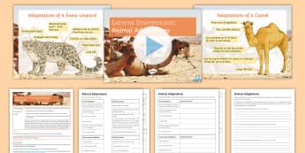 Animal Adaptations to Extreme Environments Lesson Pack - camel, spider monkey, snow leopard, polar bear, explain, survival, conditions, adaptations, extreme 