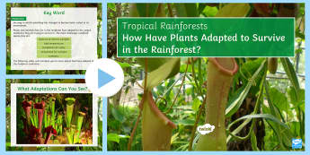 Rainforest Plant Adaptations PowerPoint 