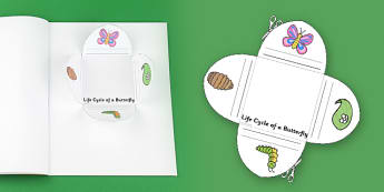 Butterfly Life Cycle Interactive Visual Aid - butterfly, visual