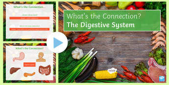 The Digestive System What's the Connection? PowerPoint - KS4 What's the Connection?, Digestion, Digestive System, Mouth, Oesophagus, Stomach, Small Intestin