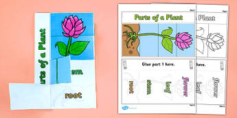 Parts of a Plant Foldable Interactive Visual Aid Template - plant