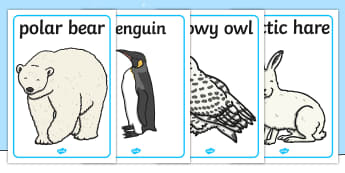 Polar Regions Animals Display Posters - Arctic, winter, xmas, display poster, A4, display, fox, hare, polar bear, whale, penguin, huskey, snow, winter, frost, cold, ice, hat, gloves