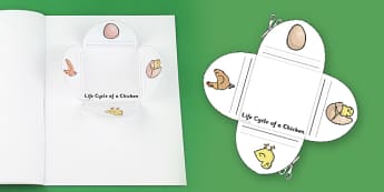 Chicken Life Cycle Interactive Visual Aid - chicken, life cycle
