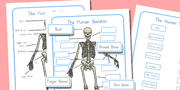 Human Skeleton Labelling Sheets - australia, human, skeleton