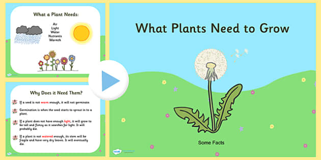 What Plants Need to Grow PowerPoint - plants, living things water cycle diagram quiz printable 