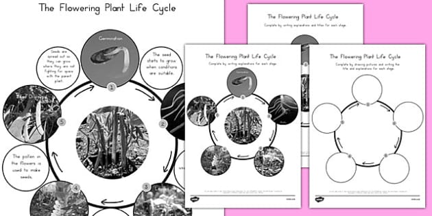 Flowering Plant Life Cycle - science, animals, KS2, seed