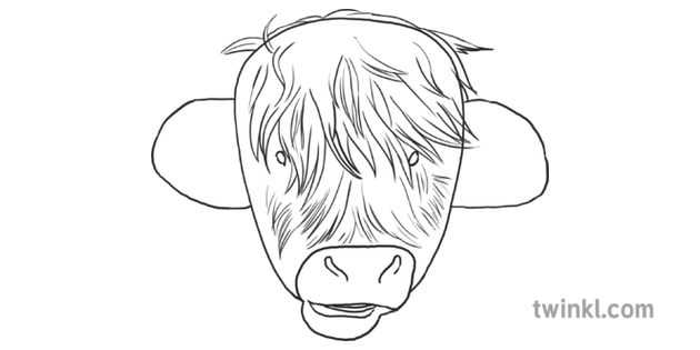 7 Step By Step Drawing Of A Highland Cow Diagram Robbie Burns Mccoo