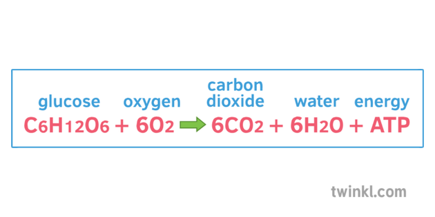 what-is-the-correct-chemical-equation-for-cellular-respiration