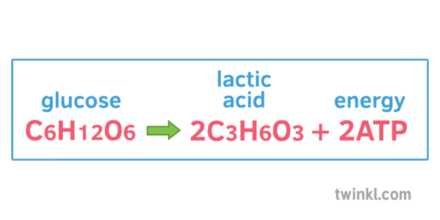 anaerobic respiration equat illustration twinkl