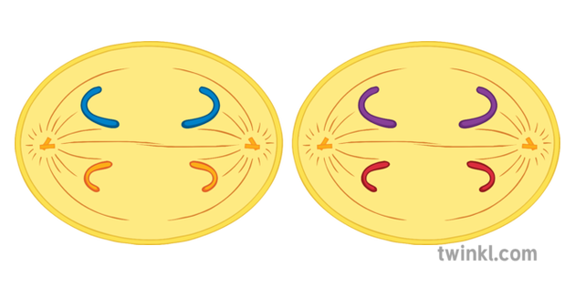 Anaphase 2 Diagram