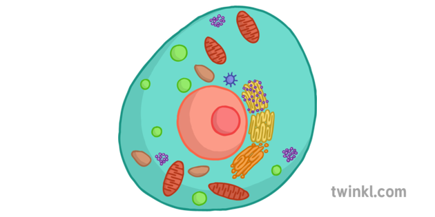 simple animal cell without labels