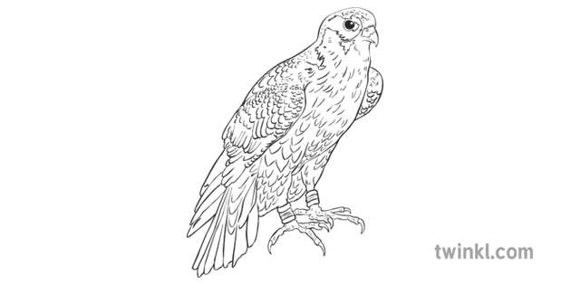 falcon black and white