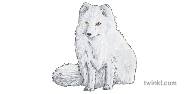 What is an Arctic Fox? – Arctic Fox Facts for Kids – Twinkl
