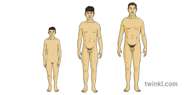 Asian Male Y4 Growing Up Naked Boy Man Men Puberty Human Growth Anatomy Body