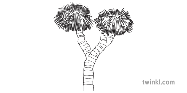 Australian Grass Tree Sketch Coloring Page