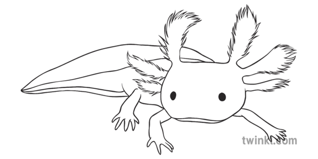 Axolotl General Animal Amphibian Salamander Secondary Black And White Rgb Axolotl General Animal Amphibian Salamander Secondary Black And White Rgb
