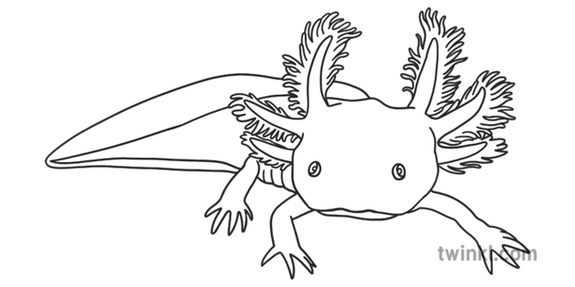 Axolotl Animal Mexican Walking Fish Neotenic Salamander Amphibian Ks1 Black Axolotl Animal Mexican Walking Fish Neotenic Salamander Amphibian Ks1 Black