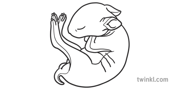 Bebe Lapin Noir Et Blanc Rgb Illustration Twinkl Bebe Lapin Noir Et Blanc Rgb Illustration Twinkl