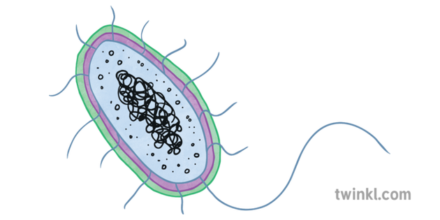 Bacteria Cell Science Diagram Biology KS3 KS4 2 Illustration - Twinkl