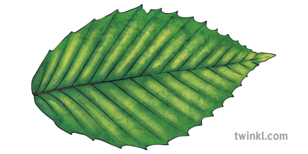 Beech Leaf 2 Illustration Twinkl