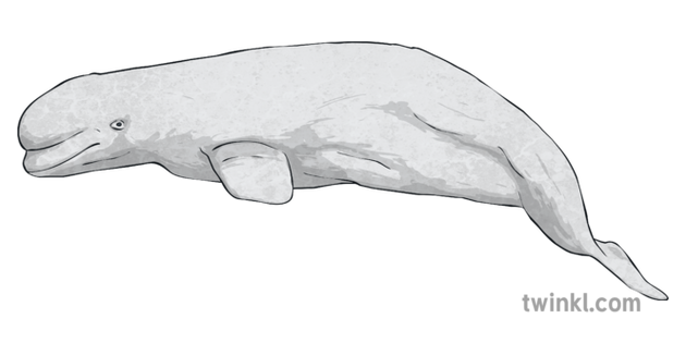 Beluga Whale 2 Illustration Twinkl