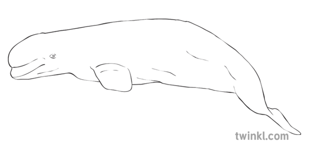 Beluga Whale Black And White 2 Illustration Twinkl