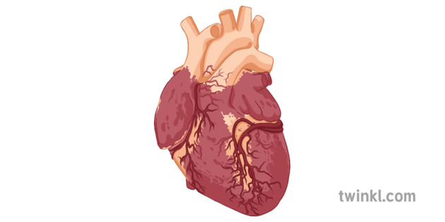 Biologie Coeur Science Corps Humain Organes Secondaires Illustration Twinkl