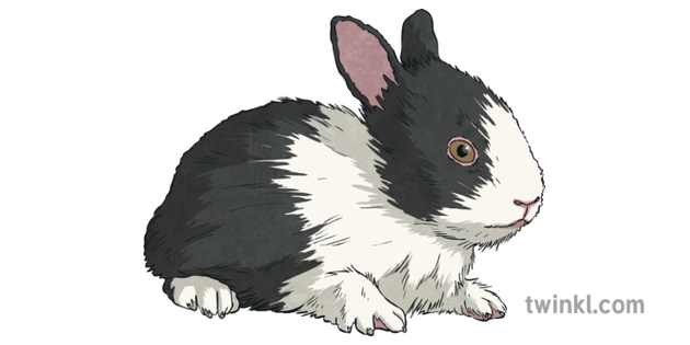 Conejo Blanco Y Negro Del Bebe Ilustracion Twinkl