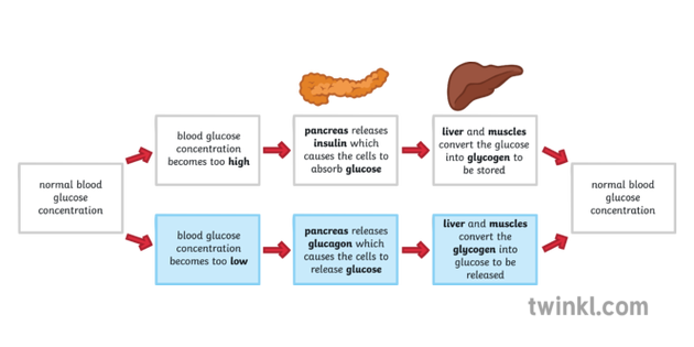 normal level of blood glucose diagram