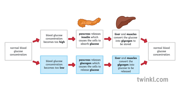 Glucose Definition and Examples - Biology Online Dictionary