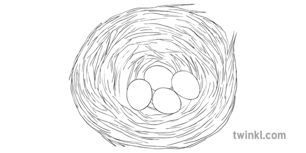 Blue Jay Nest Eggs Bird Science Ks2 Bw Rgb Illustration Twinkl
