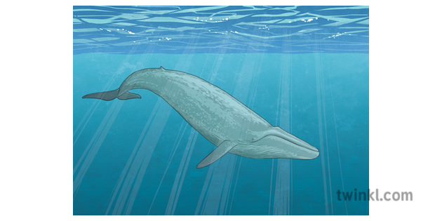 Blue Whales | The Largest Mammal in the World | Wiki