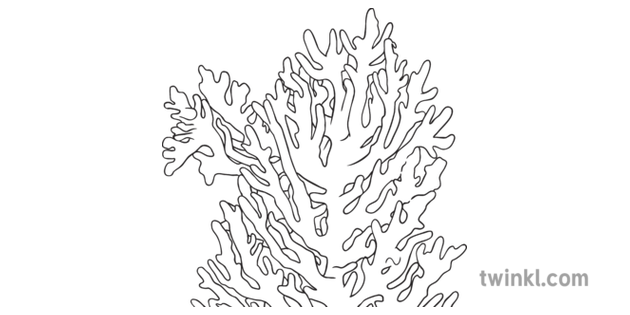 Branching Fire Coral Millepora Alcicornis Sea Ginger Science Secondary Bw