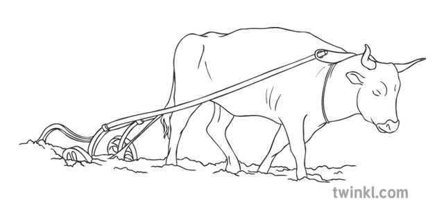 Bull And Plough Animal Farm Work Livestock English Ks4 Bw Rgb Illustration