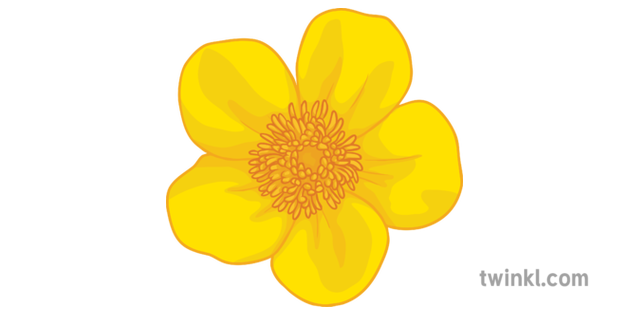 Buttercup General Flower Secondary Ilustracao Twinkl