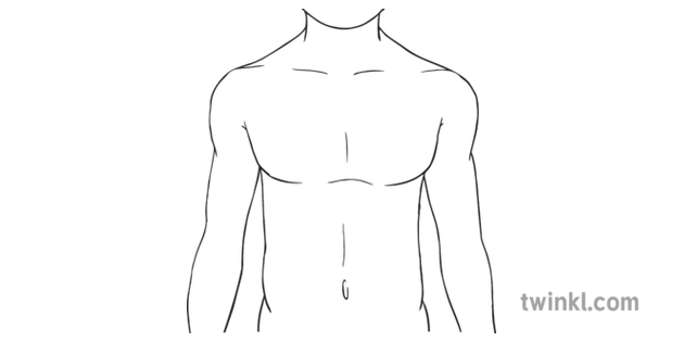 Chest Human Body Anatomy Torso Ks3 Ks4 Bw Rgb Illustration Twinkl