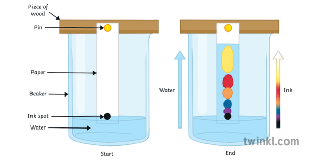 Chromatography Set Up Of Apparatus Illustration Twinkl 