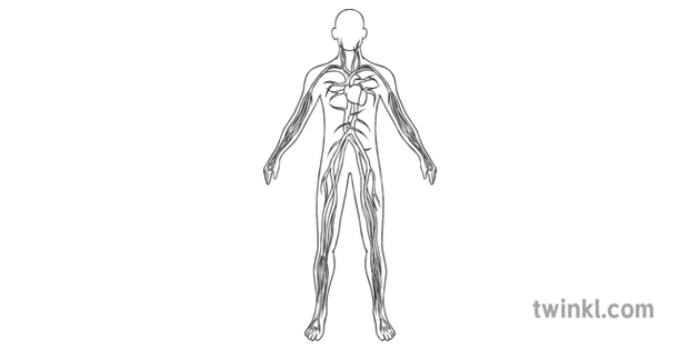 Sistema Circulatorio Blanco Y Negro Ilustracion Twinkl