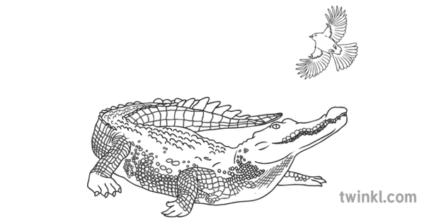 crocodile and bird black and white illustration twinkl www twinkl ae