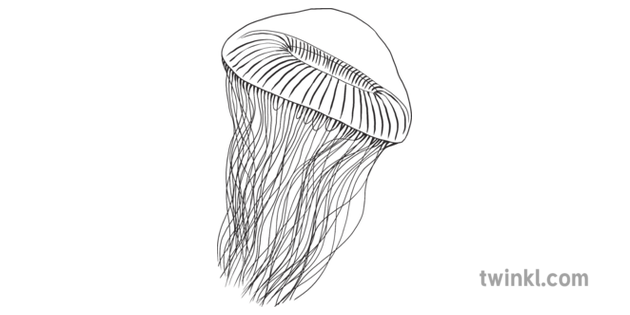 Crystal Jellyfish Animal Sea Ocean Swat Ks2 Black And White Rgb Illustration