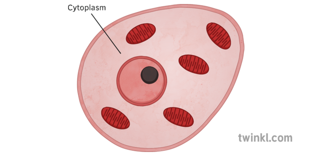 ZITOPLASMA