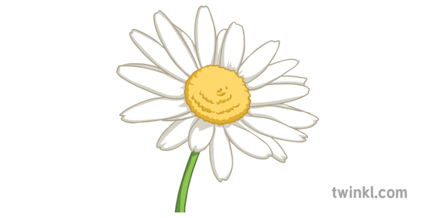 daisy flower illustration twinkl twinkl