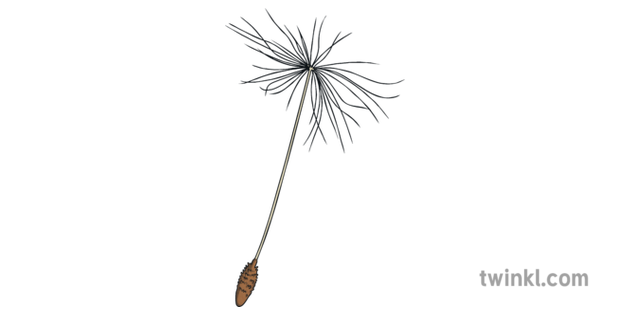 Dandelion Seed Flowers Biology Ks2 Illustration Twinkl