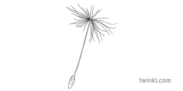 Dandelion Seed Black And White Illustration Twinkl