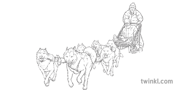 Chien De Traineau Huskies De Course Ks2 Cutout Noir Et Blanc Illustration