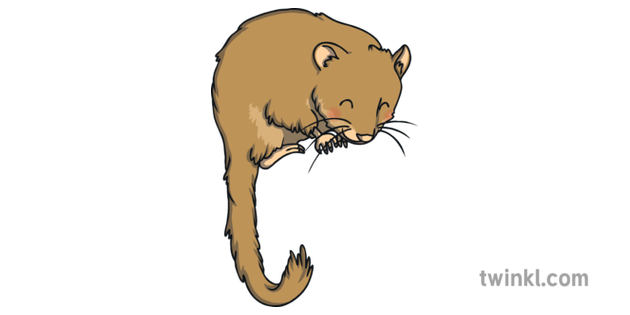 Dormouse Animal Rodent Mouse Classic Topic Ks1 Illustration Twinkl