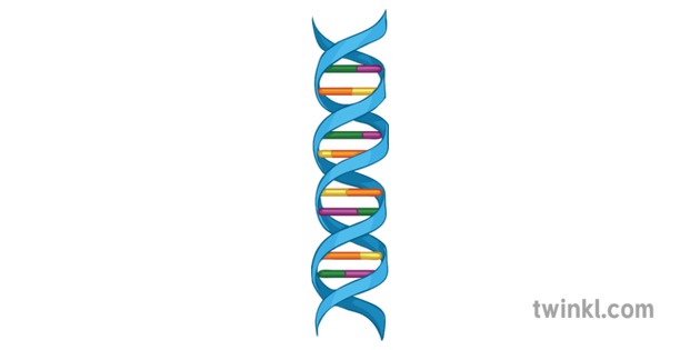 DNA Double Helix Labeled Diagram