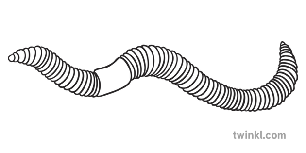 Earthworm Minibeast KS1 Black and White RGB Illustration - Twinkl
